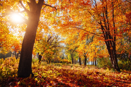 Finding Hope and Strength in Seasons of Waiting